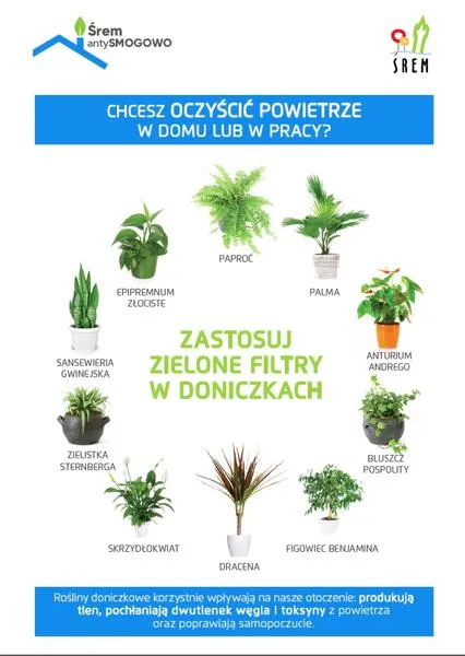 Dekoracyjne rośliny doniczkowe