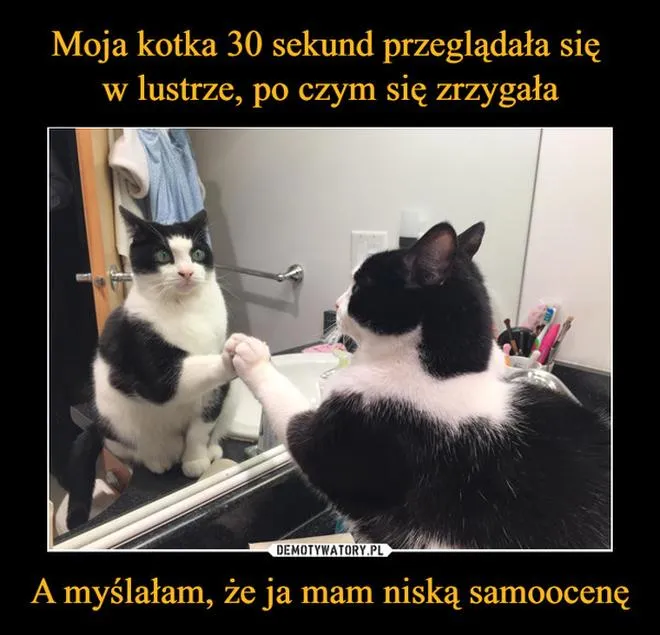 Reakcje kotów na lustro